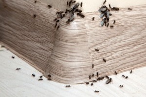 Ant Control, Pest Control in Worcester Park, Cuddington, Stoneleigh, KT4. Call Now 020 8166 9746
