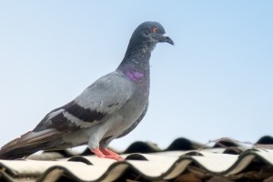 Pigeon Pest, Pest Control in Worcester Park, Cuddington, Stoneleigh, KT4. Call Now 020 8166 9746