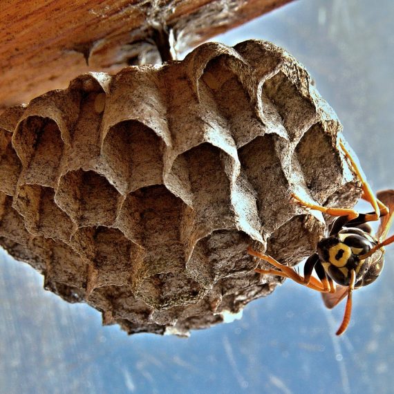 Wasps Nest, Pest Control in Worcester Park, Cuddington, Stoneleigh, KT4. Call Now! 020 8166 9746