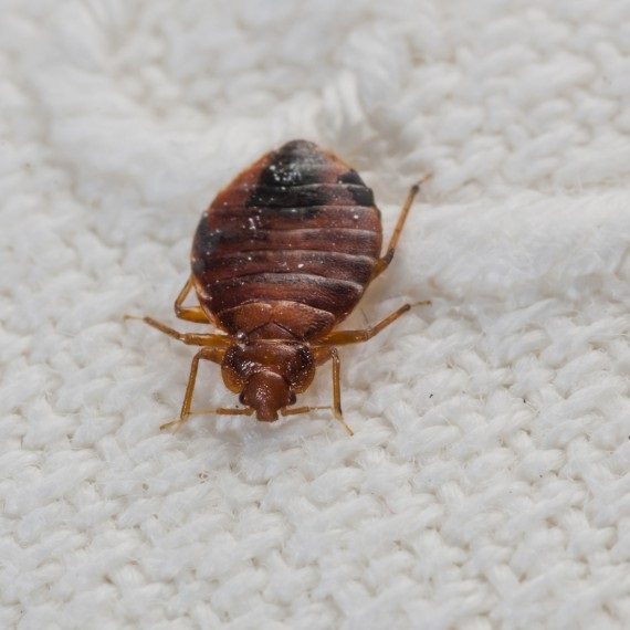 Bed Bugs, Pest Control in Worcester Park, Cuddington, Stoneleigh, KT4. Call Now! 020 8166 9746