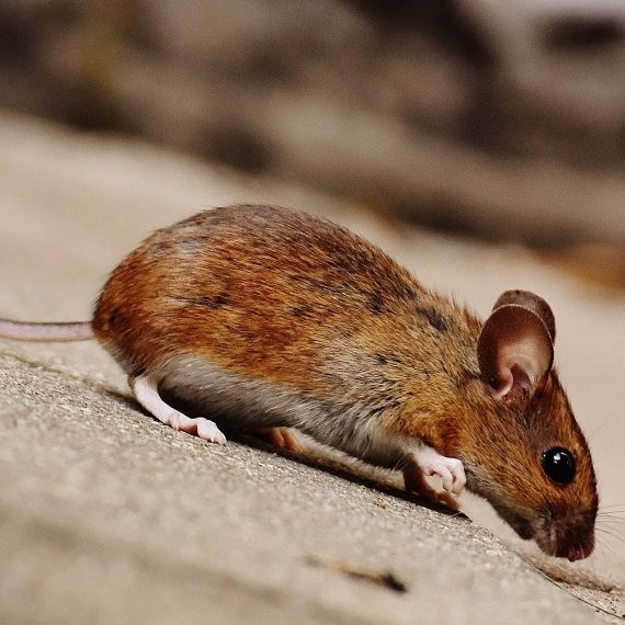 Mice, Pest Control in Worcester Park, Cuddington, Stoneleigh, KT4. Call Now! 020 8166 9746