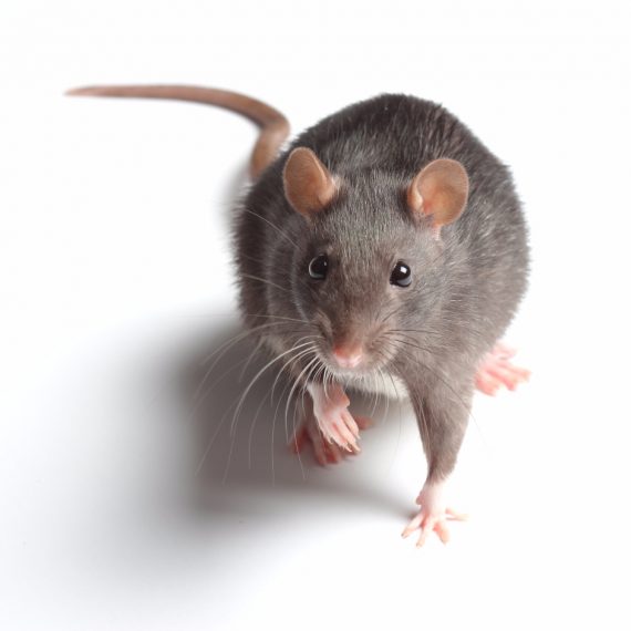 Rats, Pest Control in Worcester Park, Cuddington, Stoneleigh, KT4. Call Now! 020 8166 9746
