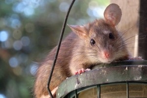 Rat Infestation, Pest Control in Worcester Park, Cuddington, Stoneleigh, KT4. Call Now 020 8166 9746