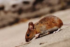 Mice Exterminator, Pest Control in Worcester Park, Cuddington, Stoneleigh, KT4. Call Now 020 8166 9746