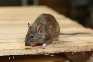 Rodent Control, Pest Control in Worcester Park, Cuddington, Stoneleigh, KT4. Call Now 020 8166 9746