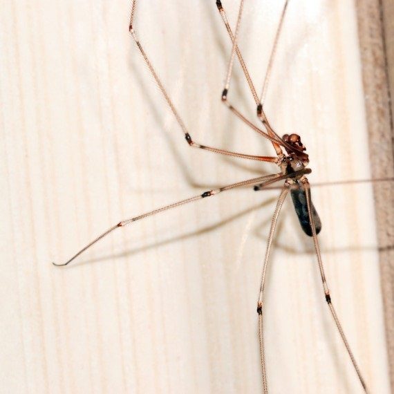 Spiders, Pest Control in Worcester Park, Cuddington, Stoneleigh, KT4. Call Now! 020 8166 9746